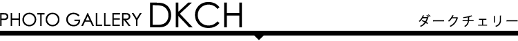フォトギャラリー