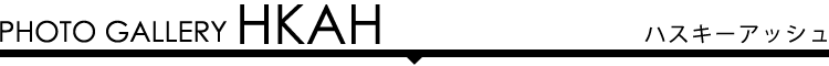フォトギャラリー