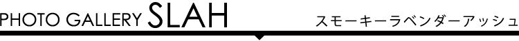 フォトギャラリー