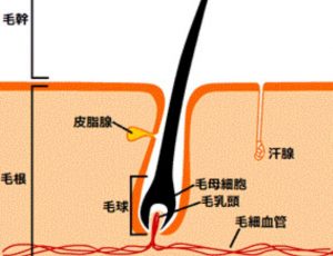 汗かき皮脂から大切なウィッグを守る！大事な頭皮ケア